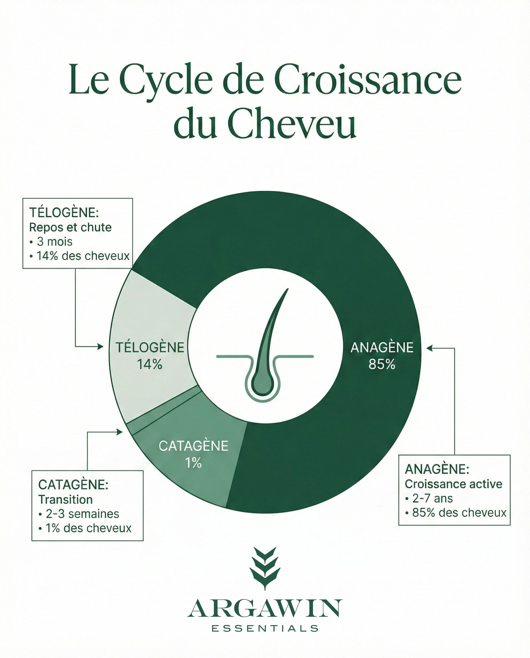 Infographie cycle croissance cheveu anagène catagène télogène